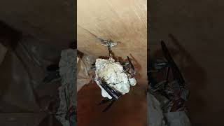 how my pet thread waisted wasps fly protect larvaeroosterchicken crow wasp birds chirp soundsviral [upl. by Slaby94]