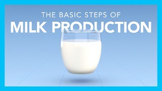 The basic steps of milk production [upl. by Gusta]