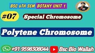 Polytene Chromosome  Gaint or Special Chromosome  Cell Biology Bsc 6th Sem [upl. by Onez]