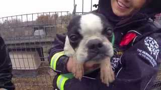 100 Animals Rescued from Puppy Mill and Cruelty Situation [upl. by Epilihp932]