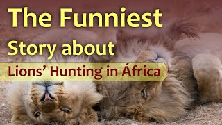 The FUNNIEST STORY of Lions HUNTING in AFRICA facinating animals [upl. by Erehpotsirhc995]