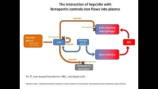 Hepcidin  the master regulator of Iron homeostasis explained in detail [upl. by Prissy]