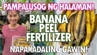 CORRECT METHOD TO MAKE BANANA PEEL FERTILIZER AND TEA TO BOOST BLOOMS [upl. by Releyks20]