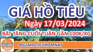 Giá hồ tiêu hôm nay ngày 17032024  giá tiêu Bật Tăng Đồng Loạt Cuối Tuần tiến sát mốc 100000đkg [upl. by Ferree55]