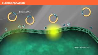 The Mechanism of Transformation with Competent Cells [upl. by Lirva]