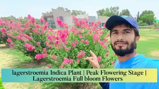 lagerstroemia Indica Plant  Peak Flowering Stage  Full bloom Flowers  Horticulture  2k24 [upl. by Melc]