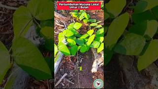 Pertumbuhan Mucuna bracteata Lokal Umur 2 Bulan [upl. by Bellda]