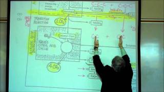 PHYSIOLOGY CELLULAR RESPIRATION PART 1 by Professor Fink [upl. by Leiand]