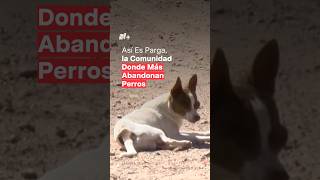 Así es Parga la comunidad donde más abandonan perros  N Shorts [upl. by Olemrac]