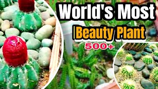 Worlds Most Beautiful Plants  Careless Gardening  Cactus [upl. by Reffineg]