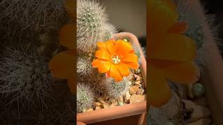 Rebutia muscula rebutia cactos plantas [upl. by Ajram]