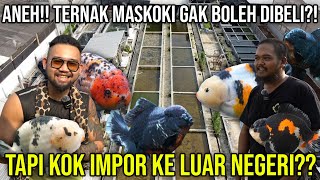 ANEH TERNAK MASKOKI GAK BOLEH DIBELI TAPI KOK IMPOR KE LUAR NEGERI BAROKAH GOLDFISH [upl. by Dagney]