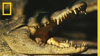 Birds vs Crocodiles  National Geographic [upl. by Fernandez]