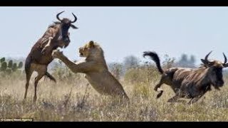 Documentaire Sur Les Lions Chasseurs De Gnous SAVANE [upl. by Yecnuahc27]