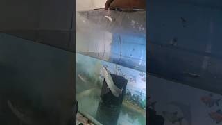 Arapaima ഒരു മാസം കൊണ്ട് ഇത്രോം വലുതായോ🔥viral arapaima shorts [upl. by Aiksa776]