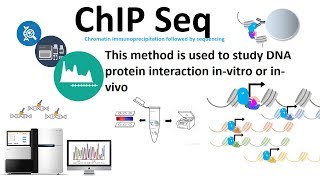 Chip seq chromatin immunoprecipitation followed by sequencing [upl. by Pitarys790]