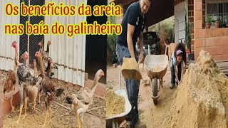 Os benefícios para as galinhas em colocar areia nos galinheiros [upl. by Gnek]