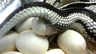 Snake Breed Mating And Laying Eggs caught on the camera 2019 [upl. by Calista]