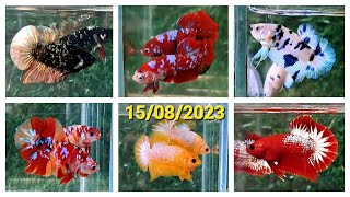 ĐỢT CÁ 15082023 BETTA GIÁ RẺ RED FCCP BLACK SAMURAI YELLOW FC KOI RED NEMO MARBLE BLACK CP [upl. by Aihsoem]