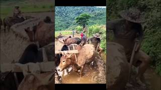 पहाड़ी इलाकों में खेती  Hilly Areas Farming shortvideo agriculture farmlife [upl. by Lienhard]