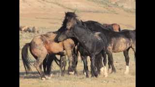 Wild Stallion Mare and Foal Greet other bands Salt River [upl. by Nnairahs]