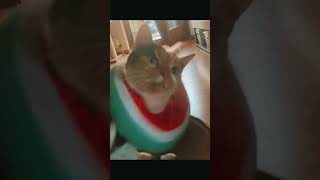 Cute little Kitten  Mutzele The Little Cat 😻🐾 shorts cute tiktok cat kitten [upl. by Singh]