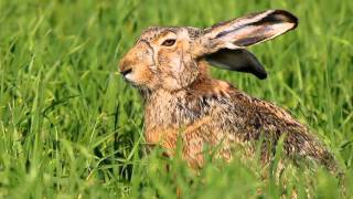 Feldhase  European Hare  Lepus europaeus [upl. by Newmark214]