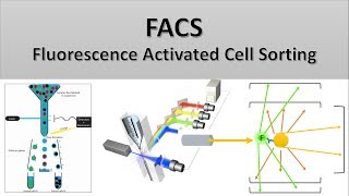 The Principle of Flow Cytometry and FACS 2 FACS Fluorescence Activated Cell Sorting [upl. by Derfniw]