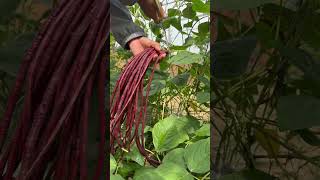 Harvesting beans farming gardening [upl. by Arimak]