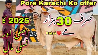 2025 Ka Ghulabi Cow Ka Bacha 😍Mid Range amp Palai Offers For 2025  Cow Mandi 2025 [upl. by Elden368]