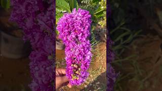 summer flowering plant lagerstroemia speciosa shorts [upl. by Oirasan]