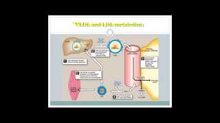 Lipoproteins and dyslipidemia [upl. by Ehpotsirhc114]