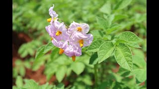 KALRO Tigoni the Kenyas Potatoe Research Centre [upl. by Fielding]