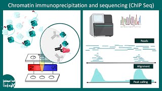 ChIP Seq  Chromatin Immunoprecipitation Sequencing  ChIP Sequencing [upl. by Nightingale993]