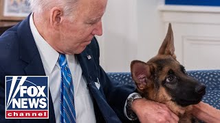 Biden repeatedly watched dog Commander attack Secret Service Report [upl. by Dygal]