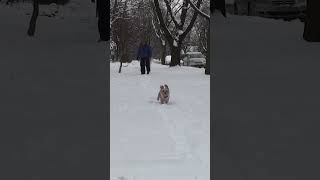 Happy Yorke Running Through Snow🐕😁 coommonerlife petsfm pets pet dog doglover petlover [upl. by Nnaassilem]