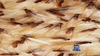 Termites swarm Experts say normal this time of year [upl. by Euseibbob]