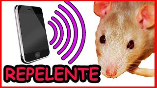 Sonido para ahuyentar ratas [upl. by Warrick180]