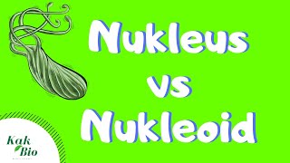 Perbedaan Nukleoid dan Nukleus  PROKARIOTIK vs EUKARIOTIK [upl. by Yenwat]