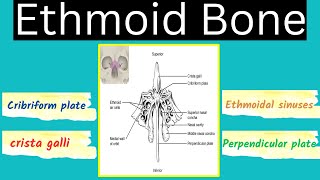 Ethmoid Bone  Cribriform plate crista galli perpendicular plate and sinuses of the ethmoid bone [upl. by Nosa]