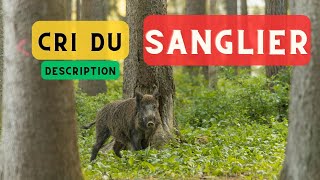 Son sanglier et description 🐗 Cri du sanglier bruit de sanglier qui hurle 🐗 [upl. by Joliet235]