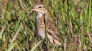 Australian Pipit – Richmond Lowlands [upl. by Allisurd]