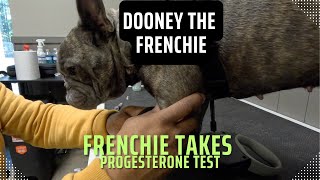 Frenchie Takes Progesterone Test Dooney The Frenchie [upl. by Elna400]