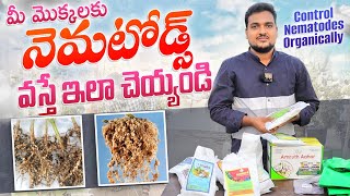 Nematodes వస్తే ఇలా చెయ్యండి How to control Nematodes organically nematode pesticide organic [upl. by Oriel]