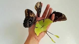 Beauties of nature  Amazing butterflies [upl. by Engis]