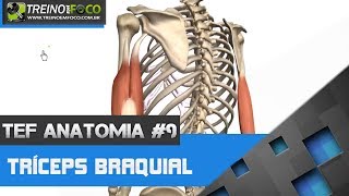 Treino em FOCO Anatomia 9  Tríceps Braquial [upl. by Wendelin]