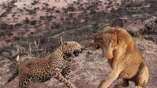 Extreme fight Big Leopard vs Lion Wild Animals Attack [upl. by Hairim594]