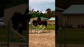 So proud of Solly today fypシ゚viral horse lovemypony equestrian ponyride [upl. by Humble]