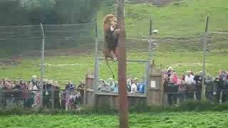 Lion Feeding Part 2  South Lakes Wild Animal Park [upl. by Anirehs306]