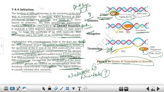 Transcription in Bacteria amp Eukaryotes Posttranscriptional modifications  RNA Editing Inhibitors [upl. by Kirsten]